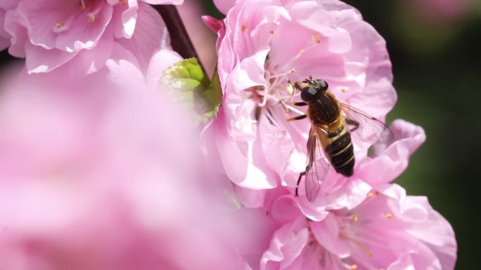 蜜蜂采蜜春暖花开