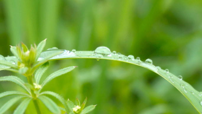 【4K】春雨滋润万物、雨水露珠、雨过天晴