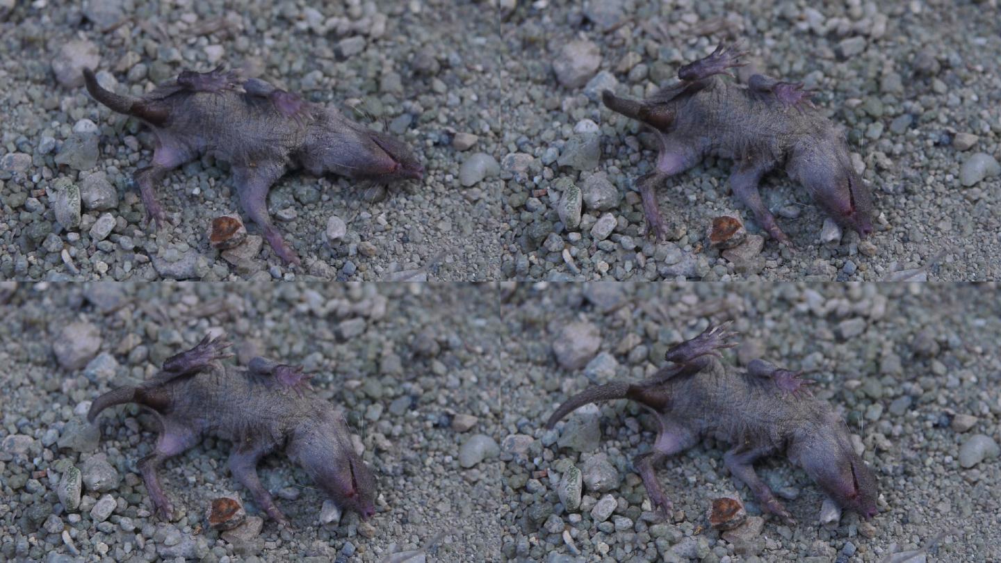 老鼠幼崽_2