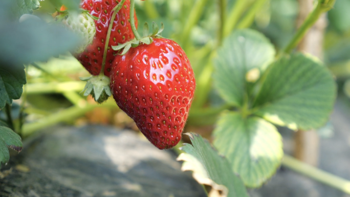 设施草莓立体栽培生长环境高清素材