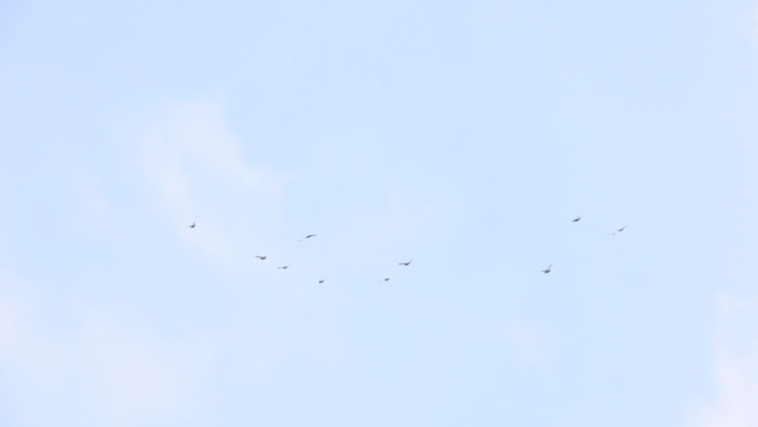 清晨蓝天白云小鸟群鸽在天上飞翔