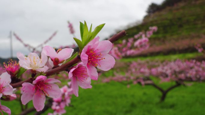 桃花（实拍）