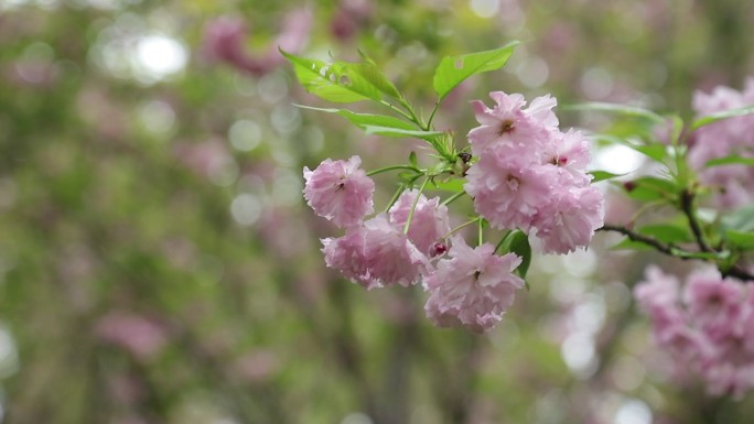 樱花特写