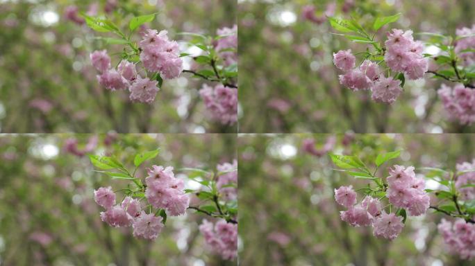 樱花特写