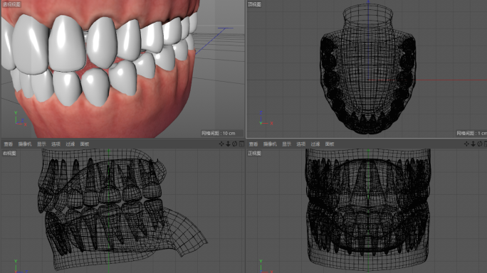 人类牙齿结构模型3d模型