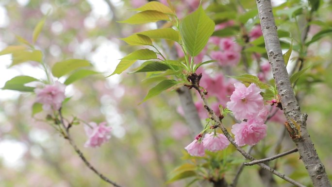 樱花特写