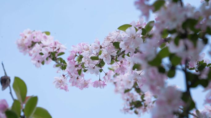 樱花辛夷花小清新