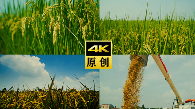 水稻稻谷大米米饭农业粮食丰收稻田谷子广告