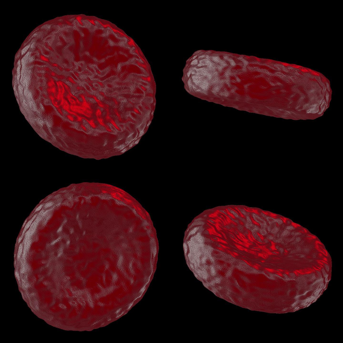 血红细胞3