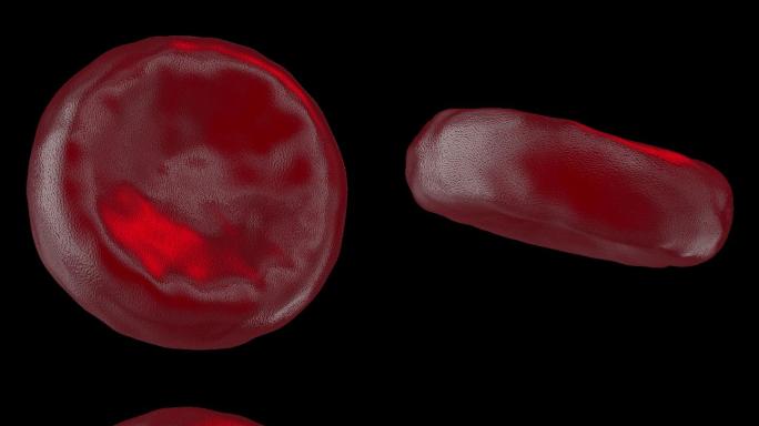 血红细胞4