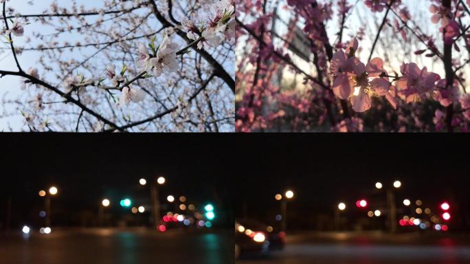 樱花桂花公园特写镜头演示天空、车流素材