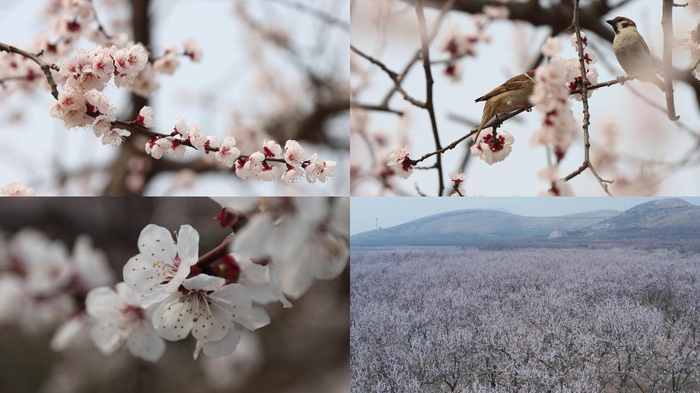 4K春天桃花盛开桃花林