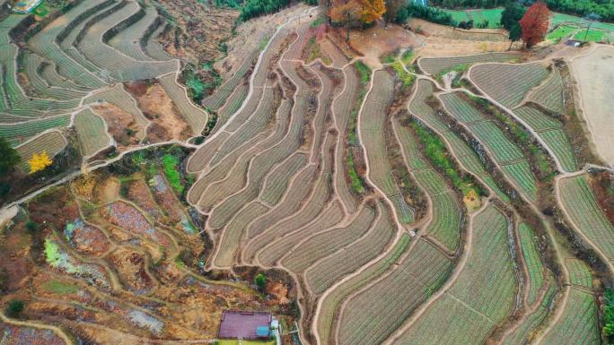 临安指南村梯田