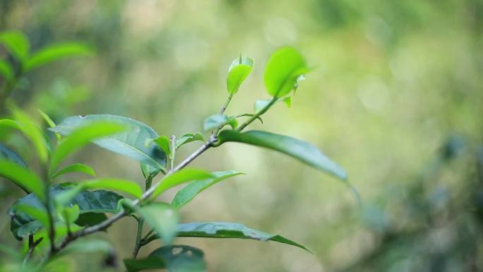 云南西双版纳普洱茶茶山