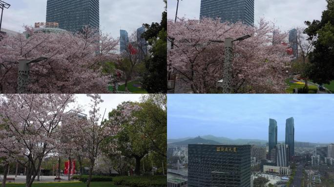 浙北大厦大景樱花航拍4k4K