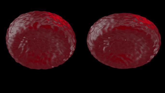 血红细胞2