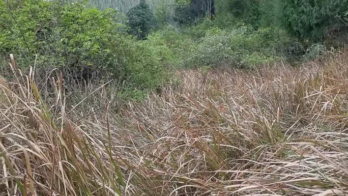 2组荒山野草