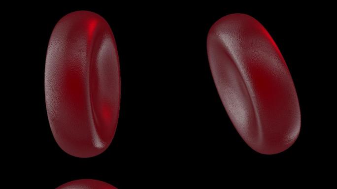 血红细胞5