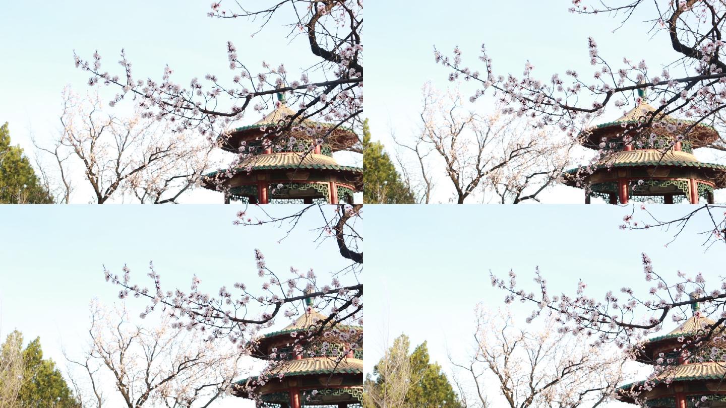 春天杏树