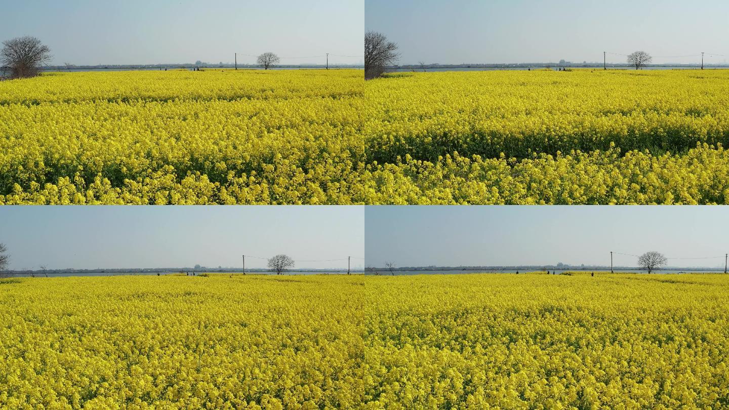 苏州阳澄湖油菜花田4K航拍