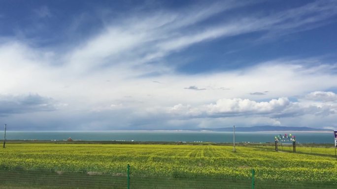 青海湖油菜花