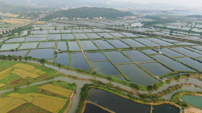 惠州收割收割季惠州稻田惠州高铁