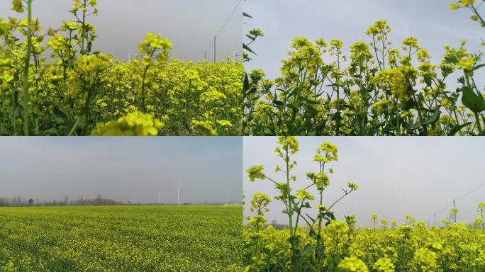 农村油菜花航拍春天拖拉机风车4k