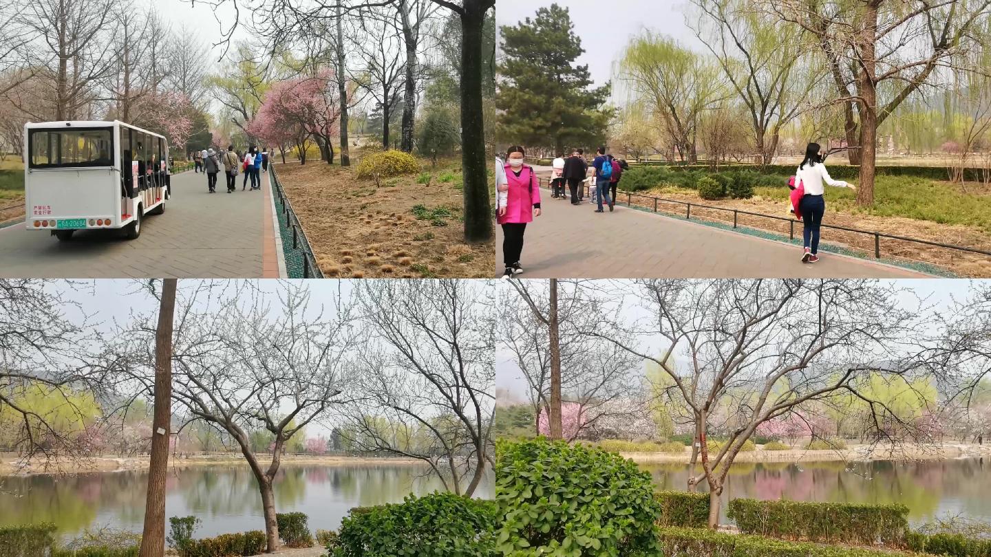 北京植物园春游疫情下的公园花红柳绿