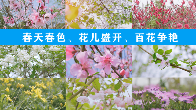 【4K】春天春色、花儿盛开、百花争艳