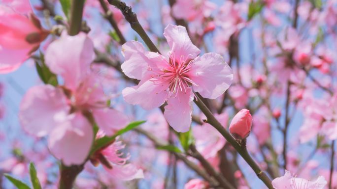 【4K】春天春色、花儿盛开、百花争艳