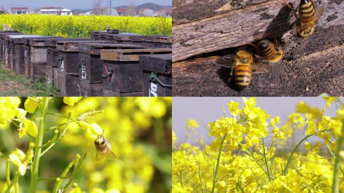 蜂箱养蜂蜜蜂采蜜油菜花