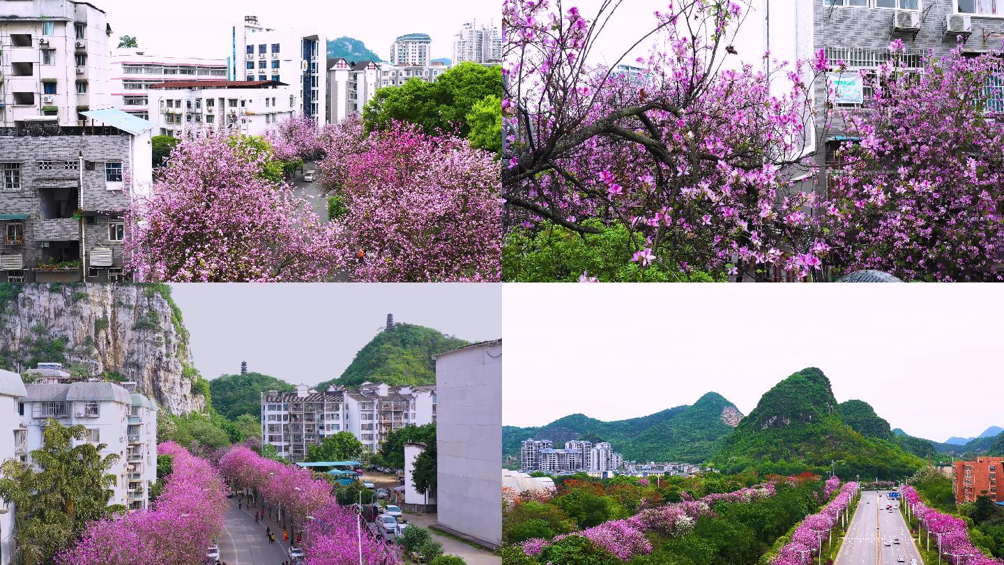 航拍柳州紫荆花素材