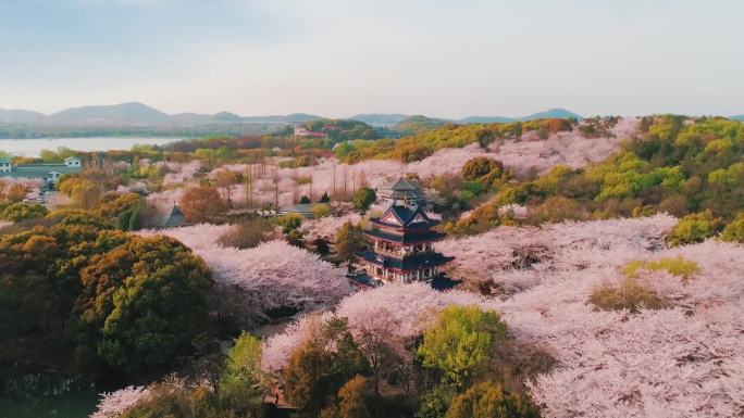 【原创】鼋头渚樱花航拍