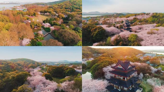 【原创】鼋头渚樱花航拍