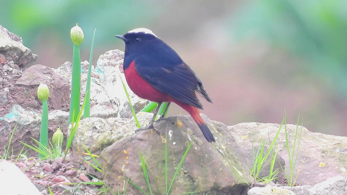 红肚皮的小鸟好漂亮