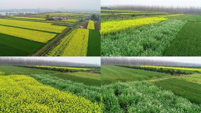 油菜花航拍