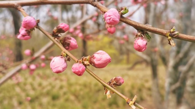 花骨朵花苞花蕾含苞待放桃花梅花春段花开