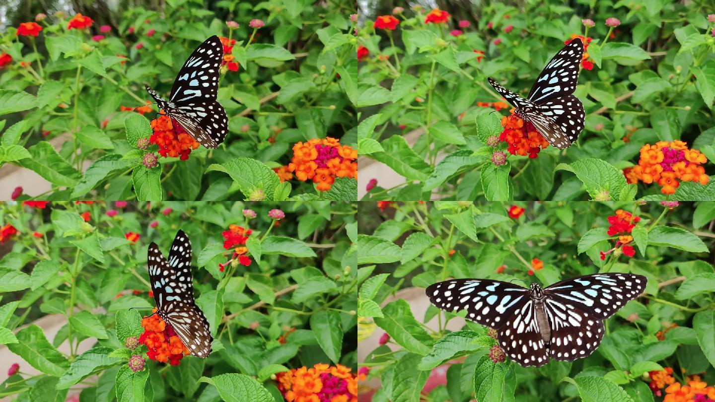 蝴蝶落在花朵上采蜜