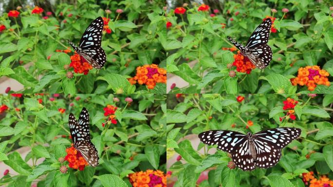 蝴蝶落在花朵上采蜜