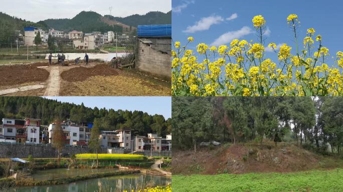 9组孔塘村油菜春天空镜头