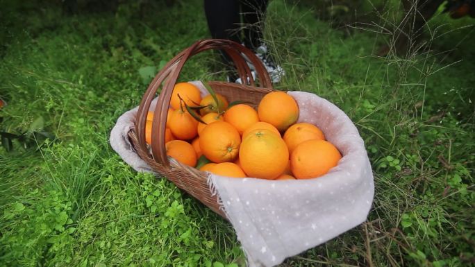实拍宜昌秭归脐橙血橙采摘全流程