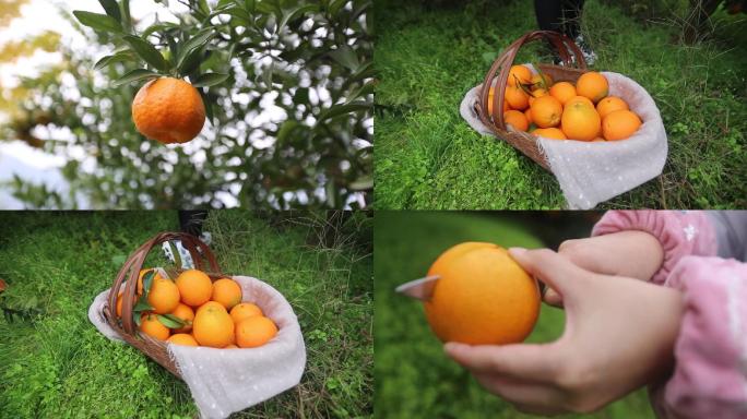 实拍宜昌秭归脐橙血橙采摘全流程