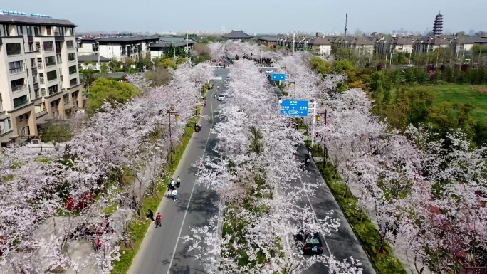 2020扬州鉴真路樱花大道西湖路4k航拍