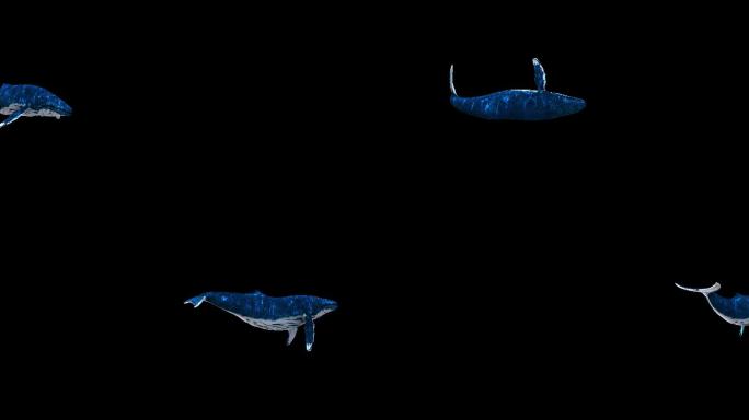 4K三维鲸鱼游动视频素材