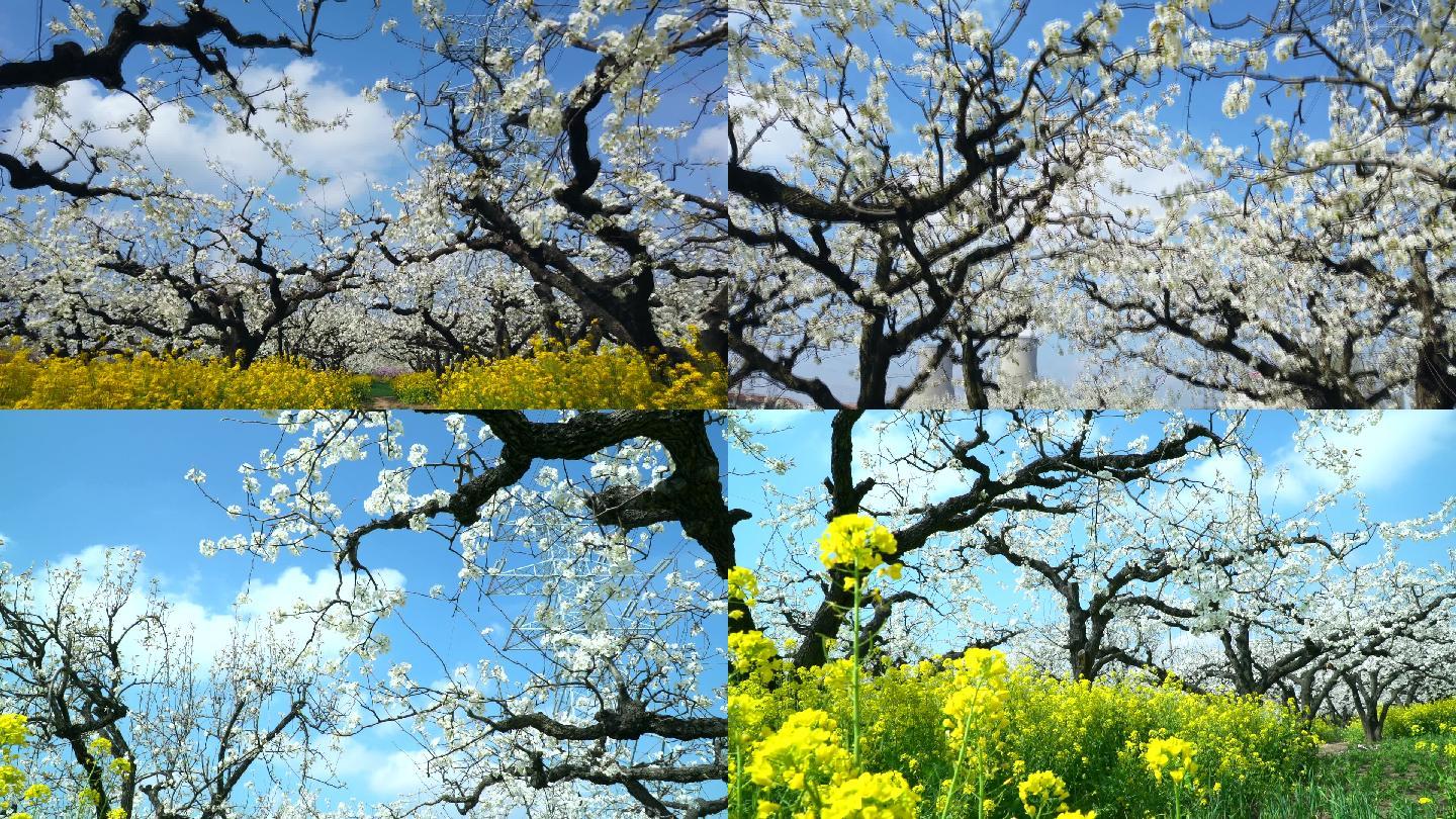 春天梨花素材