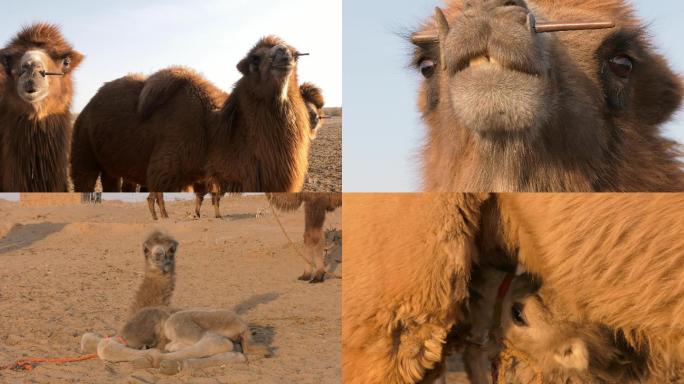 骆驼，小骆驼（驼糕），沙漠饲养骆驼