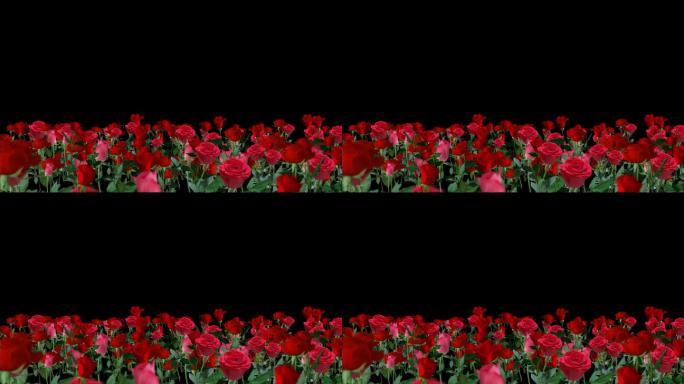 玫瑰花摇曳-无缝循环带透明通道