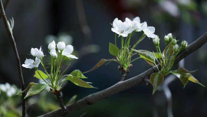 枝头盛开的梨花