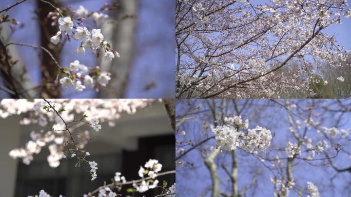 阳光洒落在樱花上