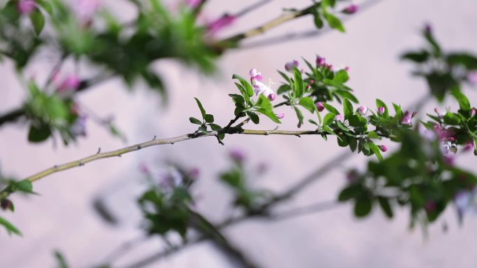 枝头盛开的花朵